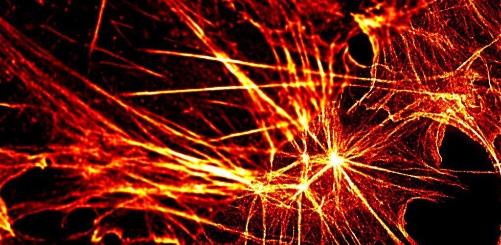 STED Microscopy