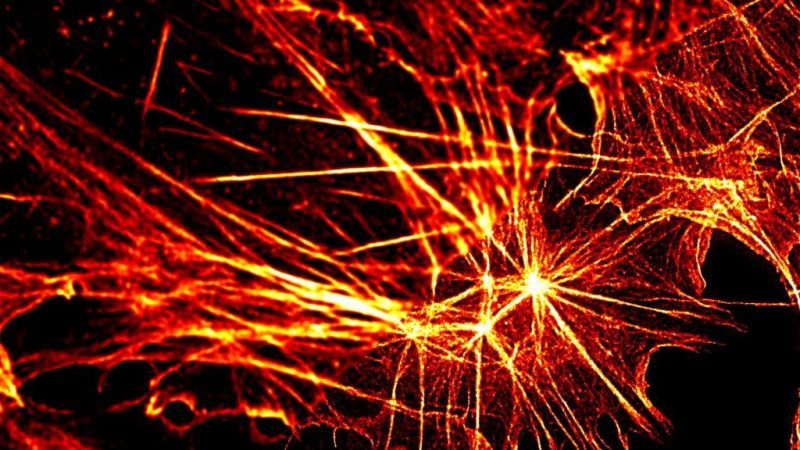 STED Microscopy