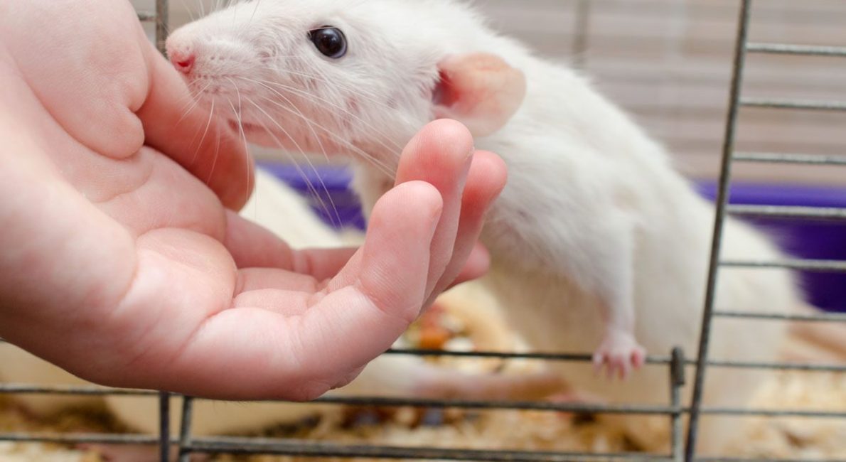 Lab mouse used in optogenetic research with ultrafast femtosecond laser stimulation